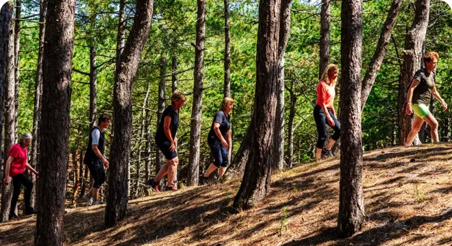 Groep wandelaars loopt tussen de bomen op een zonnig bospad tijdens een wandelbootcamp van Fitcoach Wilma